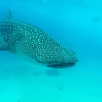 Whale Shark Watching, Oslob, Cebu, Philippines