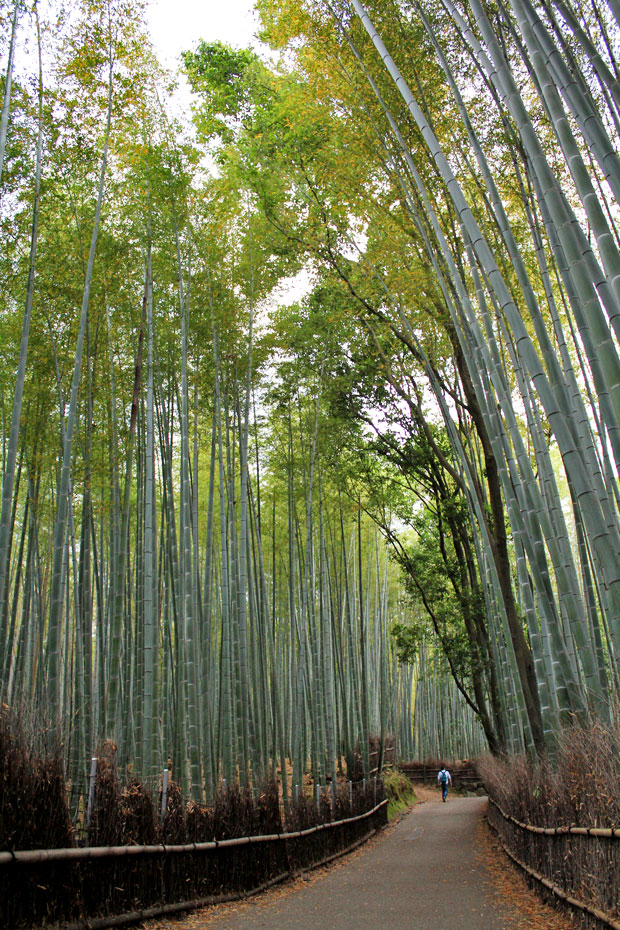 Arashiyama Bamboo Groves: A Stroll through another World in Kyoto, Japan