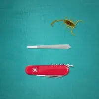 A Scorpion, a Spliff, and a Swiss Army Knife at Chitwan National Park, Nepal