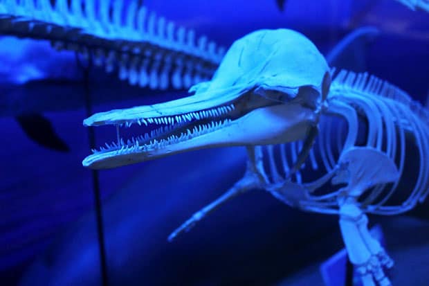 Creating Environmental Awareness at D’ Bone Collector Museum, Davao