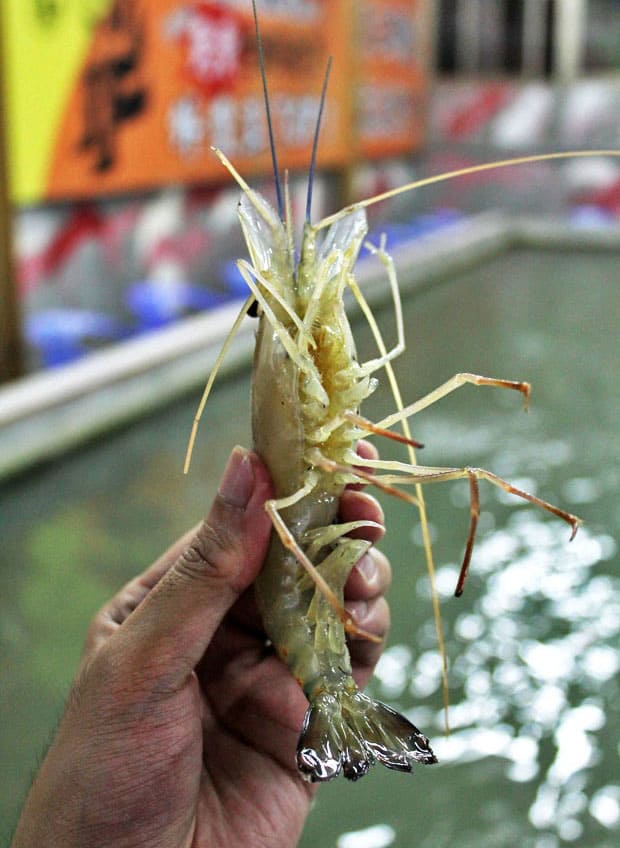We be Urban Shrimping in Taipei!