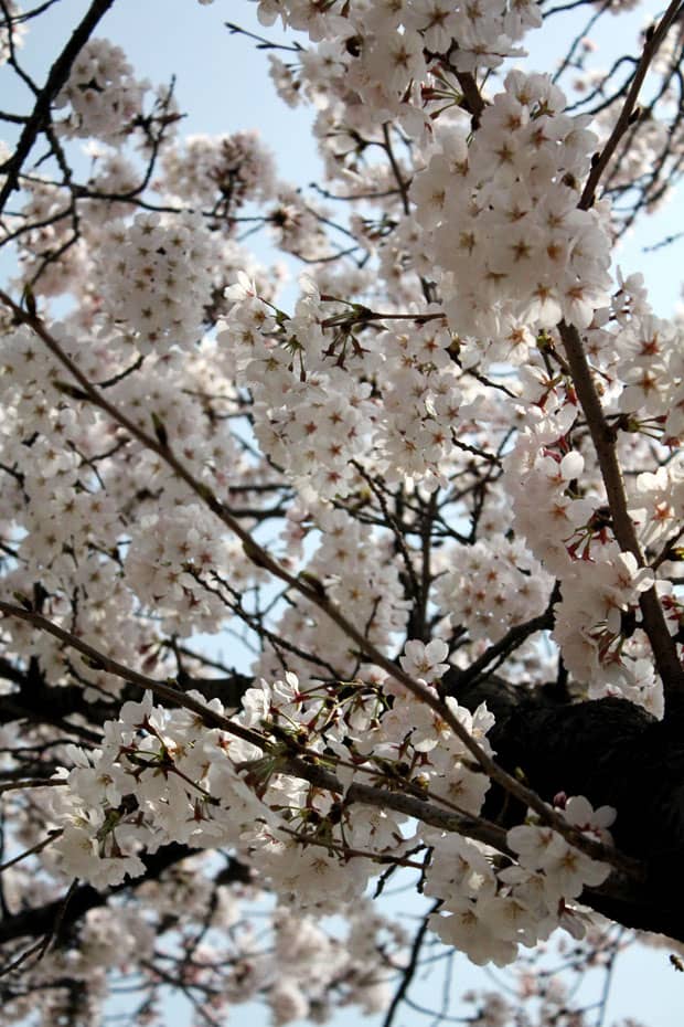 Spend a Day in Jinhae, Home of South Korea’s Biggest Cherry Blossom ...