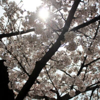 Jinhae Cherry Blossom Festival