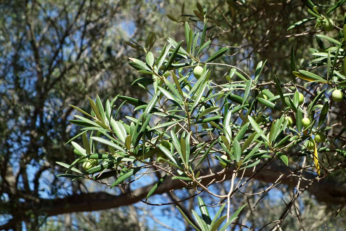 11 Things You Need to Know about “Honest” Olive Oil
