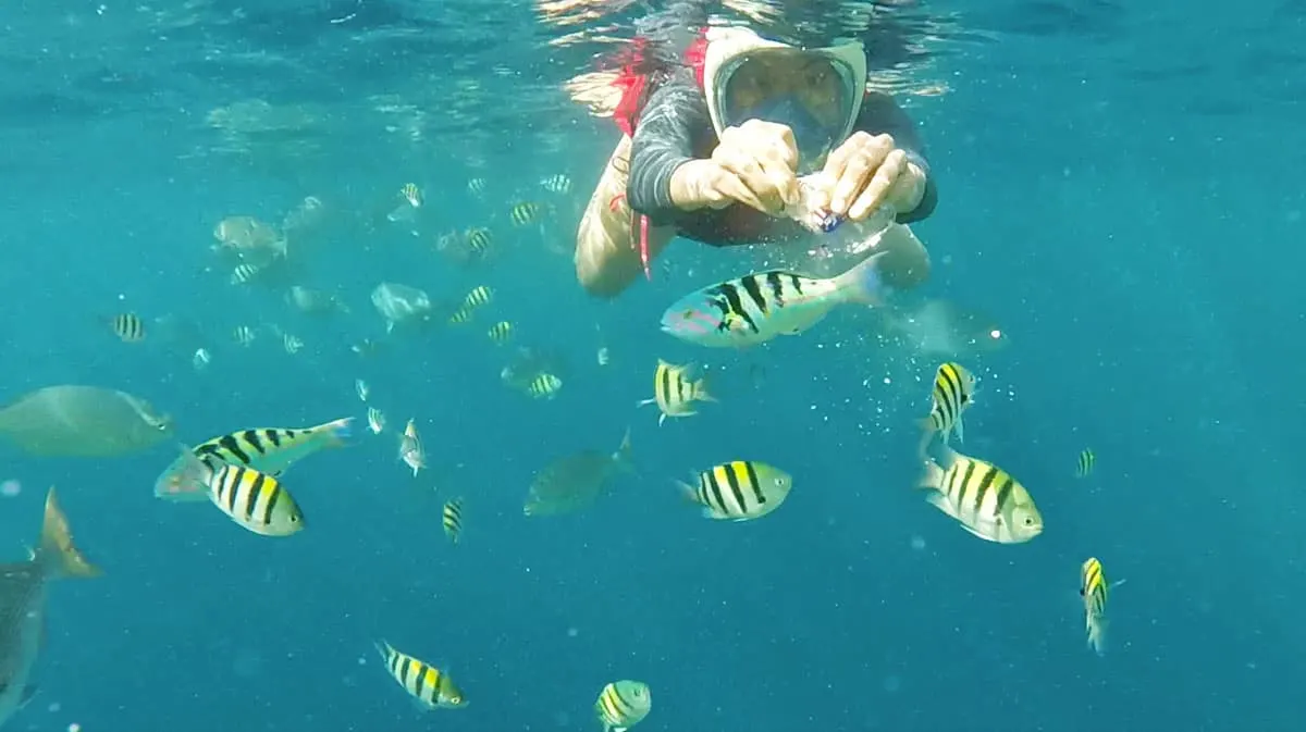 On Chasing Dolphins and Turtles and a Virgin Island Seafood Bar in Bohol, the Philippines