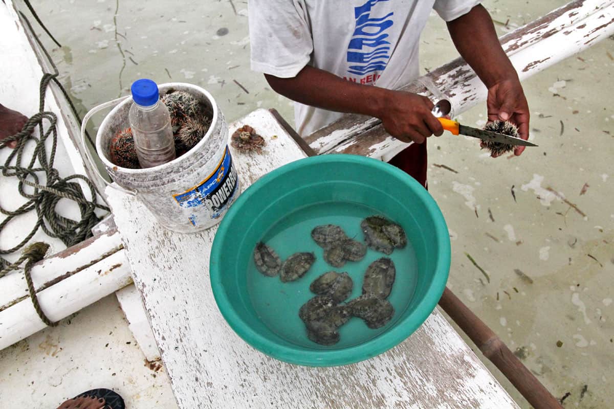 On Chasing Dolphins and Turtles and a Virgin Island Seafood Bar in Bohol, the Philippines