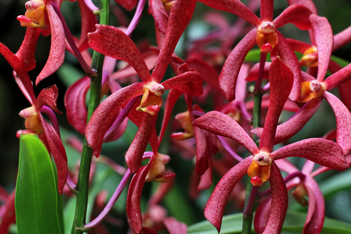 See the World’s Biggest Display of Orchids at the National Orchid Garden in Singapore