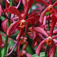 See the World's Biggest Display of Orchids at the National Orchid Garden in Singapore