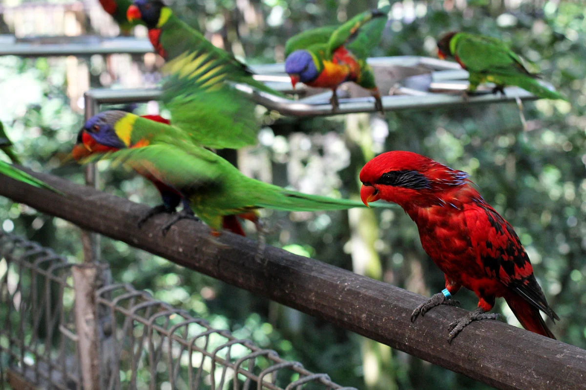 Colorful birds at Jurong Bird Park in Singapore