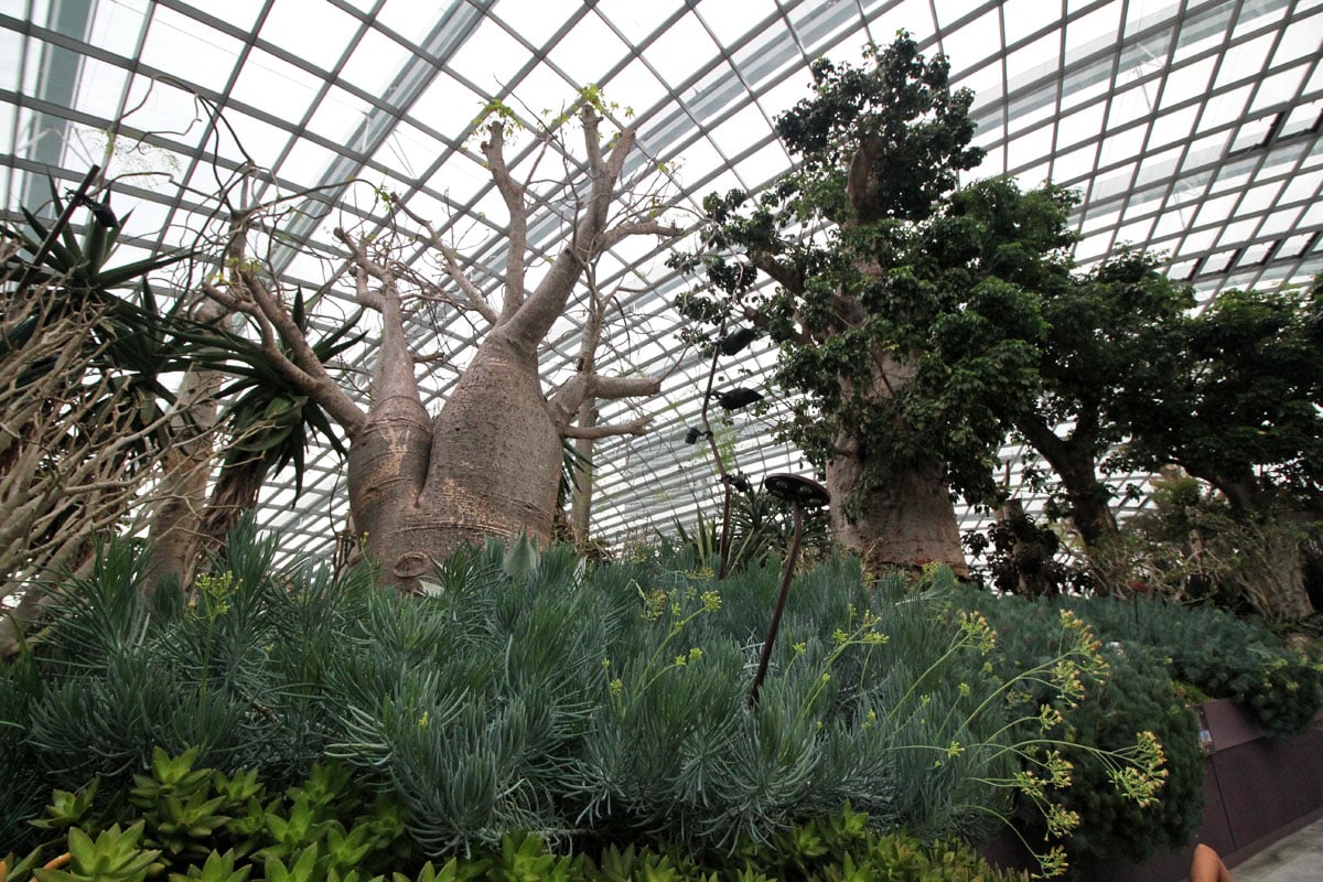 Explore the Gardens of the Future at Flower Dome, Gardens by the Bay, Singapore