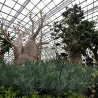 Explore the Gardens of the Future at Flower Dome, Gardens by the Bay, Singapore