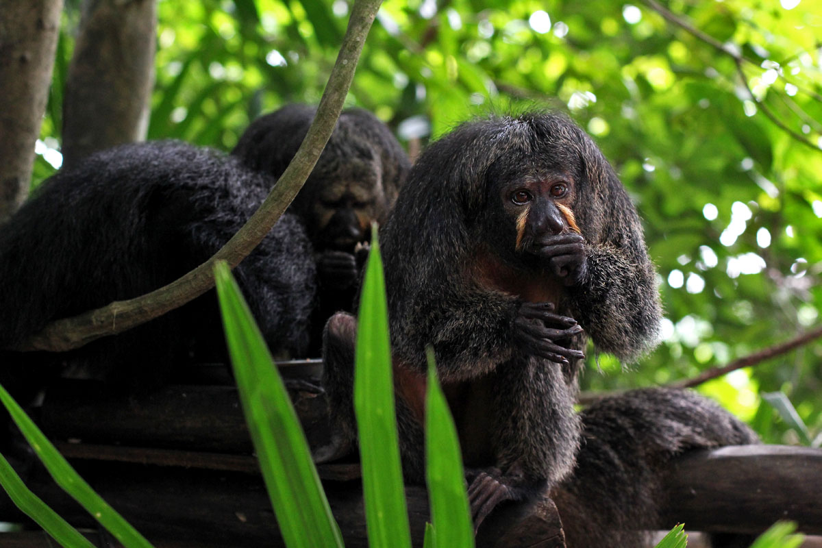 Visit Singapore Zoo, One of the World’s Best Zoos According to TripAdvisor