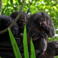 Singapore Zoo