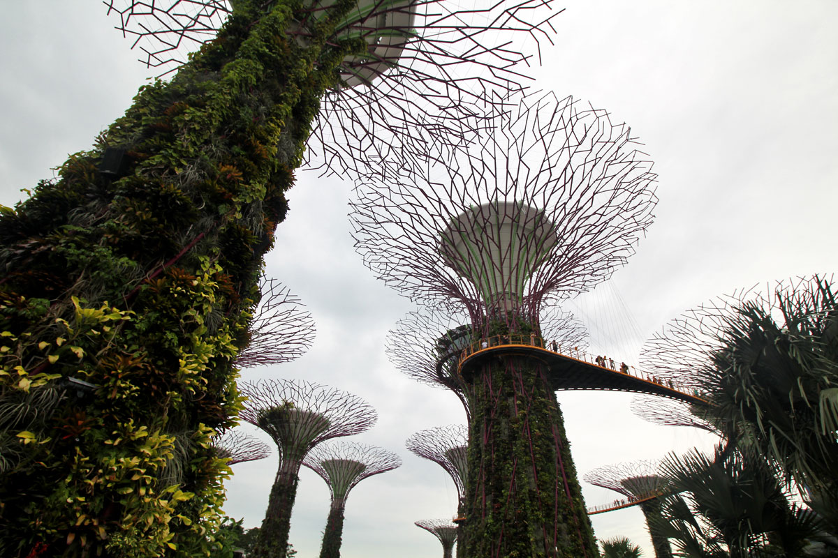 Supertree Grove: A Perfect Balance Between Nature and Technology at Gardens by the Bay in Singapore