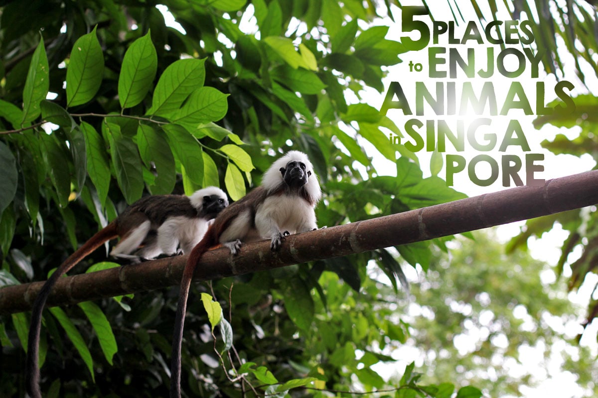 5 Places to Enjoy Animals in Singapore