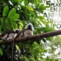 5 Places to Enjoy Animals in Singapore