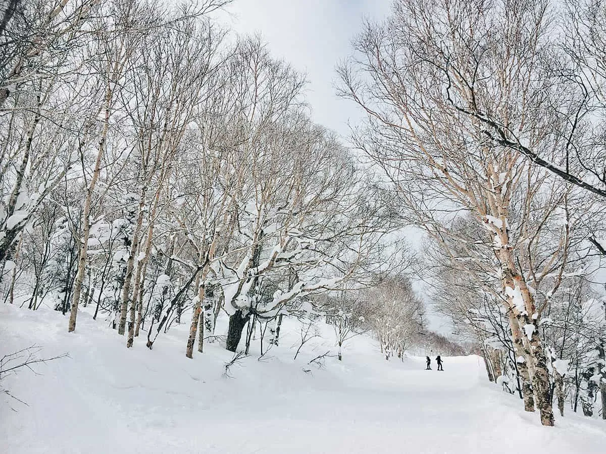 Sapporo Teine: Where to Go Skiing Near Sapporo