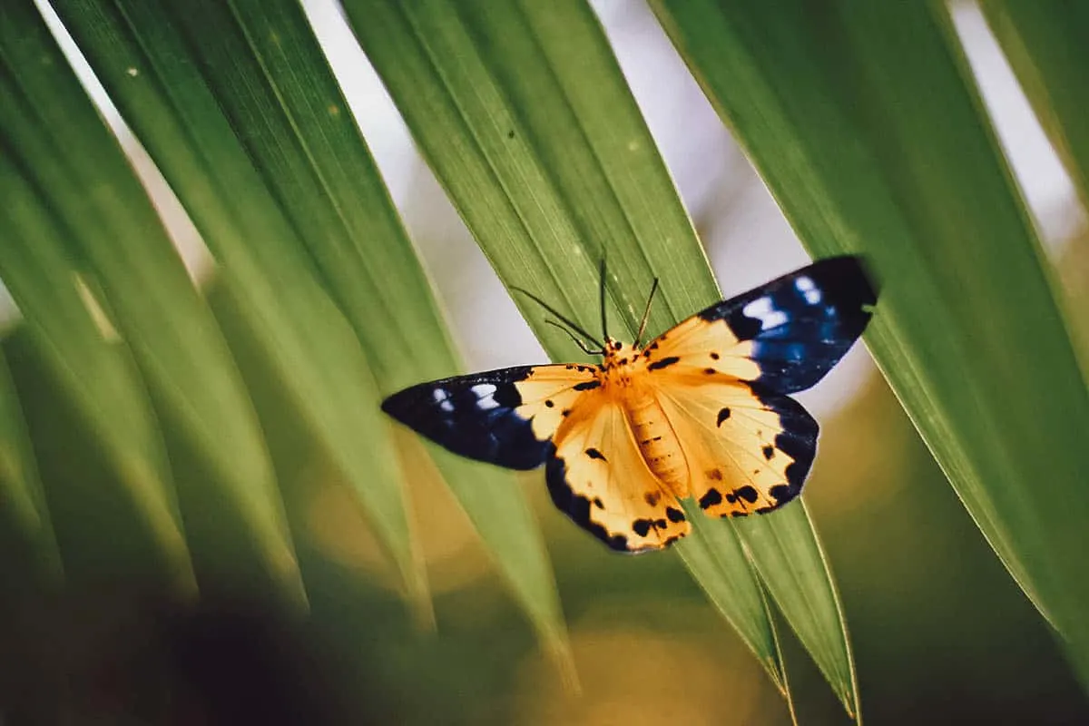 Banteay Srei Butterfly Center Yellow butterfly on leaves