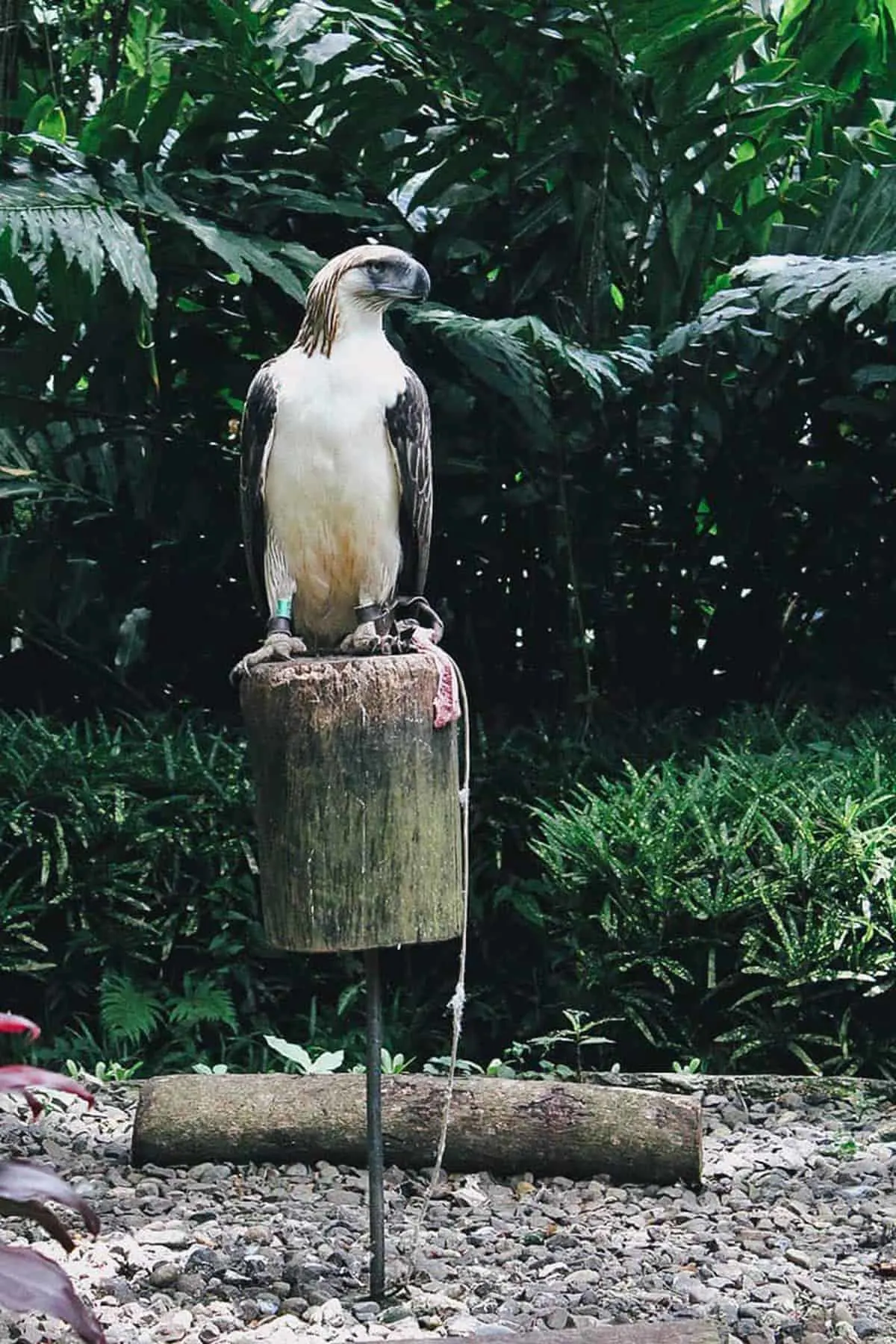 Philippine Eagle Center, Davao