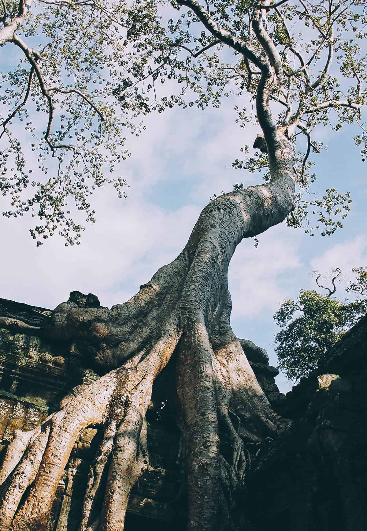 Ta Phrom