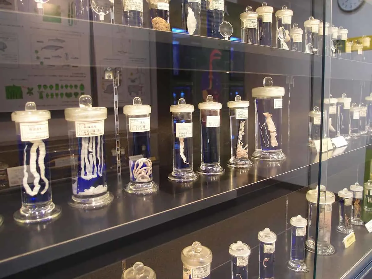 The Most Unusual Museums in Japan The Most Unusual Museums in Japan