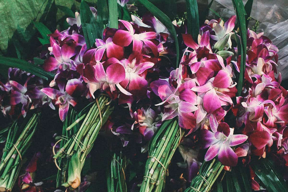Orchids for sale at Pak Khlong Talat flower market in Bangkok