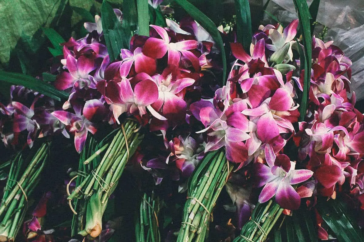The Best Markets in Bangkok Orchids for sale at Pak Khlong Talat flower market in Bangkok