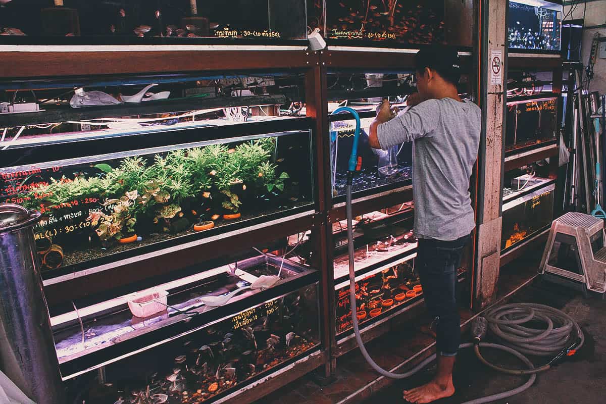 Aquarium fish for sale at Chatuchak Weekend Market in Bangkok