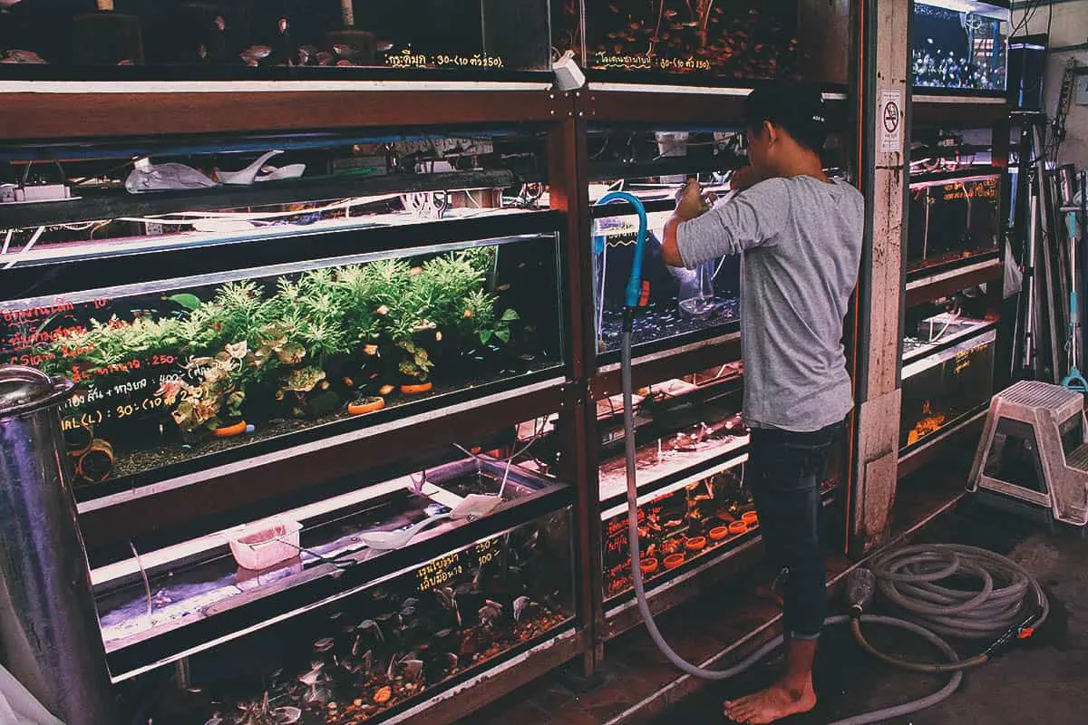 The Best Markets in Bangkok Aquarium fish for sale at Chatuchak Weekend Market in Bangkok