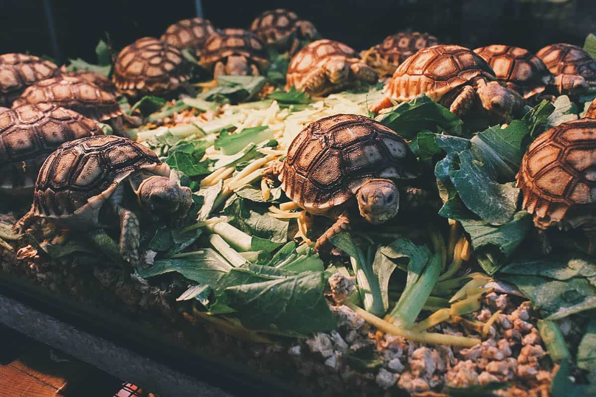 Your Thai Guide, Bangkok, Thailand