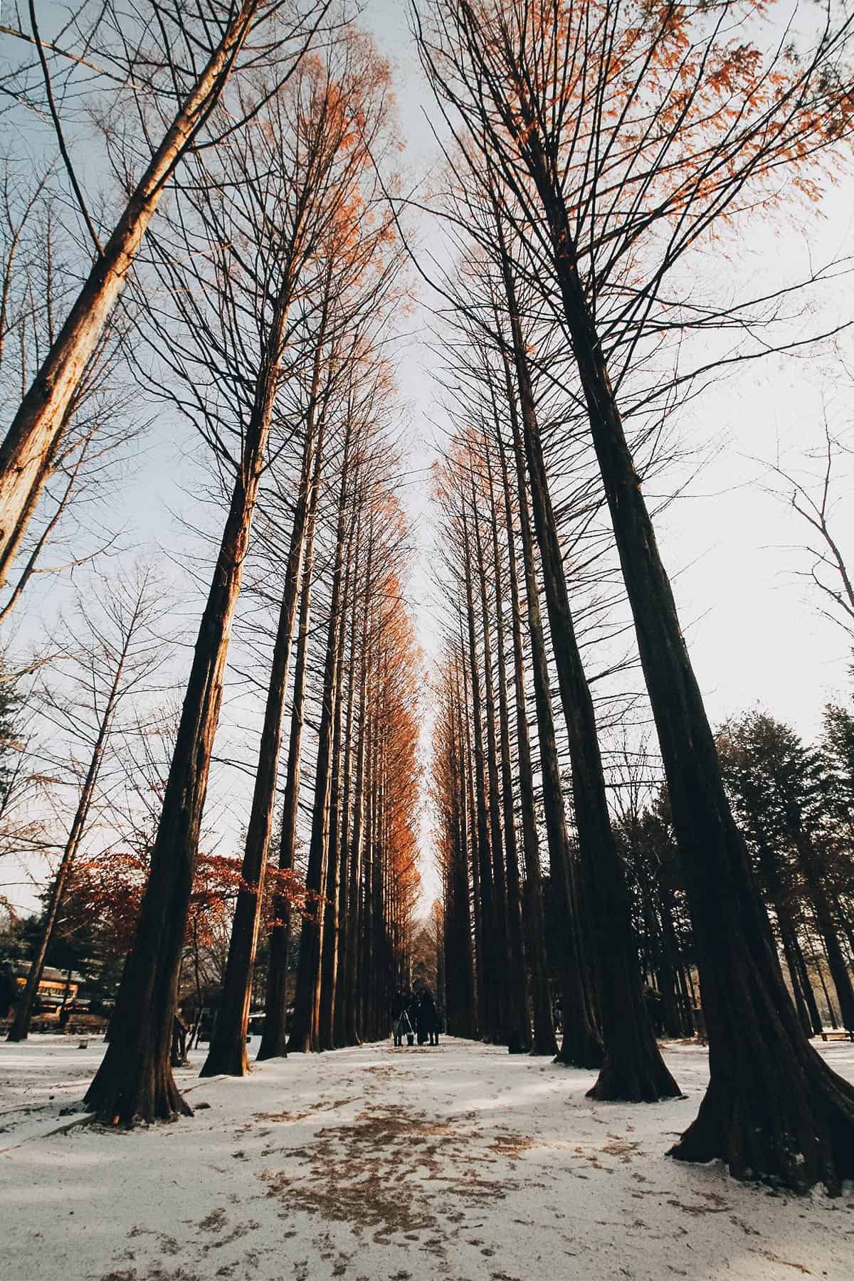 Metasequoia Lane on Nami Island in South Korea