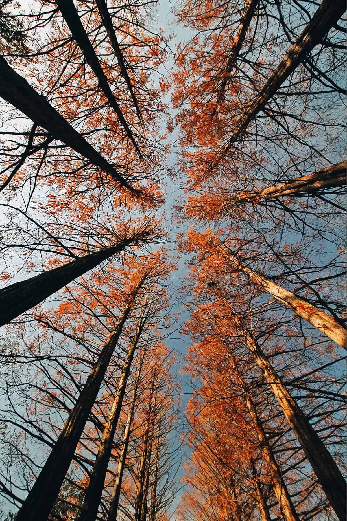 View of trees on Nami Island in South Korea