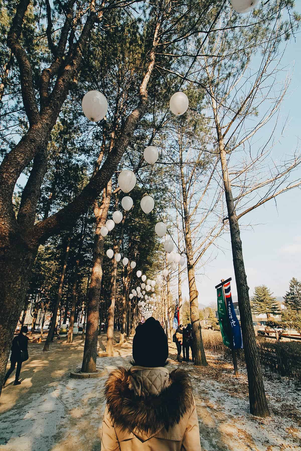 Central Korean Pine Tree Lane on Nami Island in South Korea