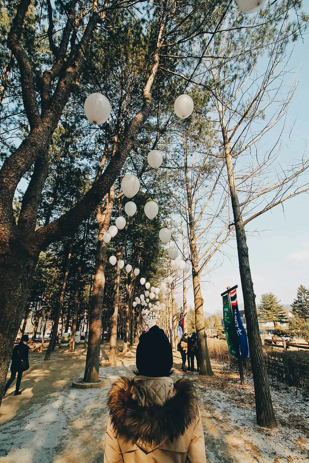 Nami Island, Chuncheon, South Korea Central Korean Pine Tree Lane on Nami Island in South Korea