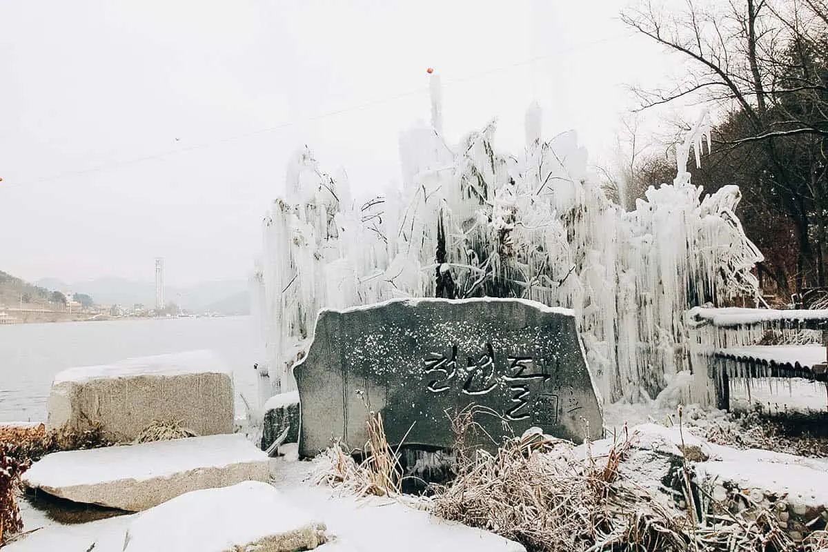 Frozen tree on Nami Island in South Korea