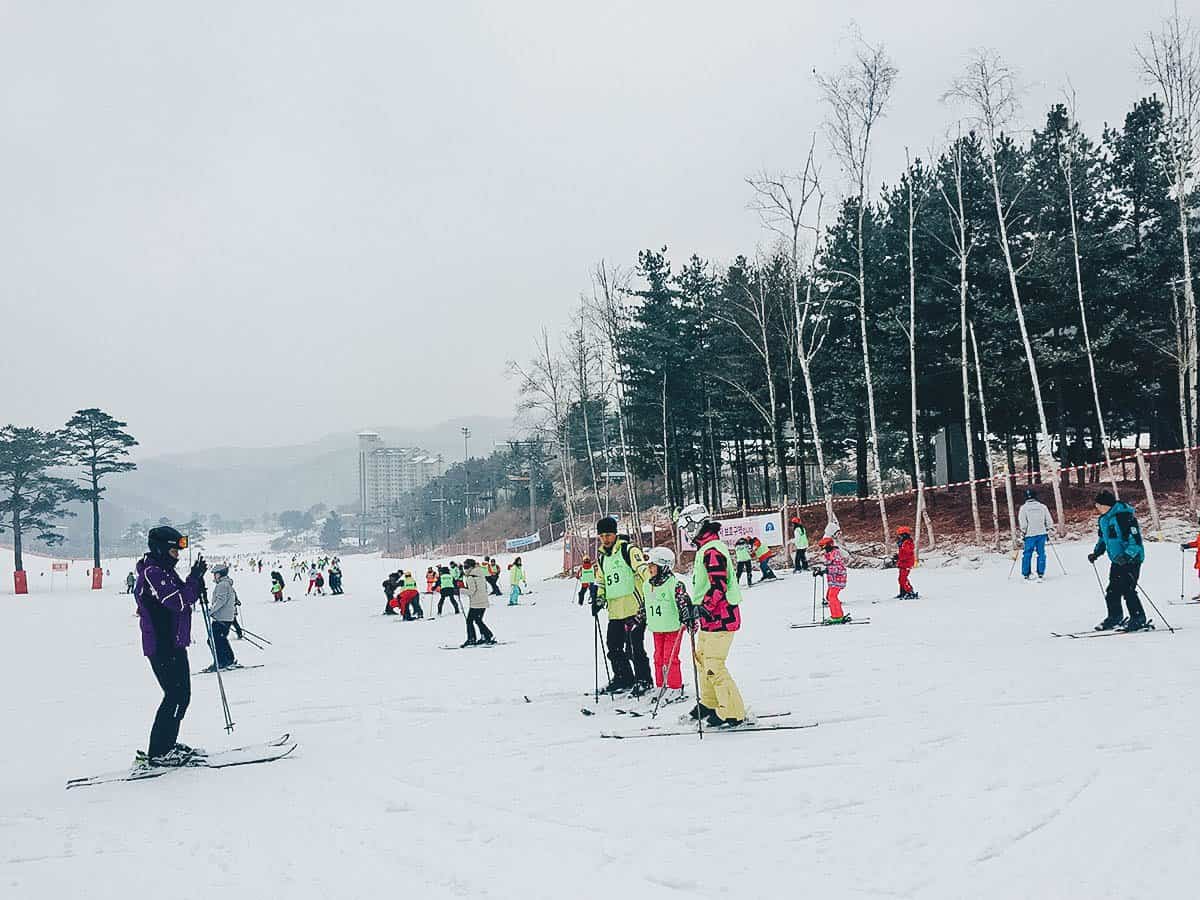 Oak Valley Snow Park: Where to Go Skiing Near Seoul, South Korea | Will Fly  for Food