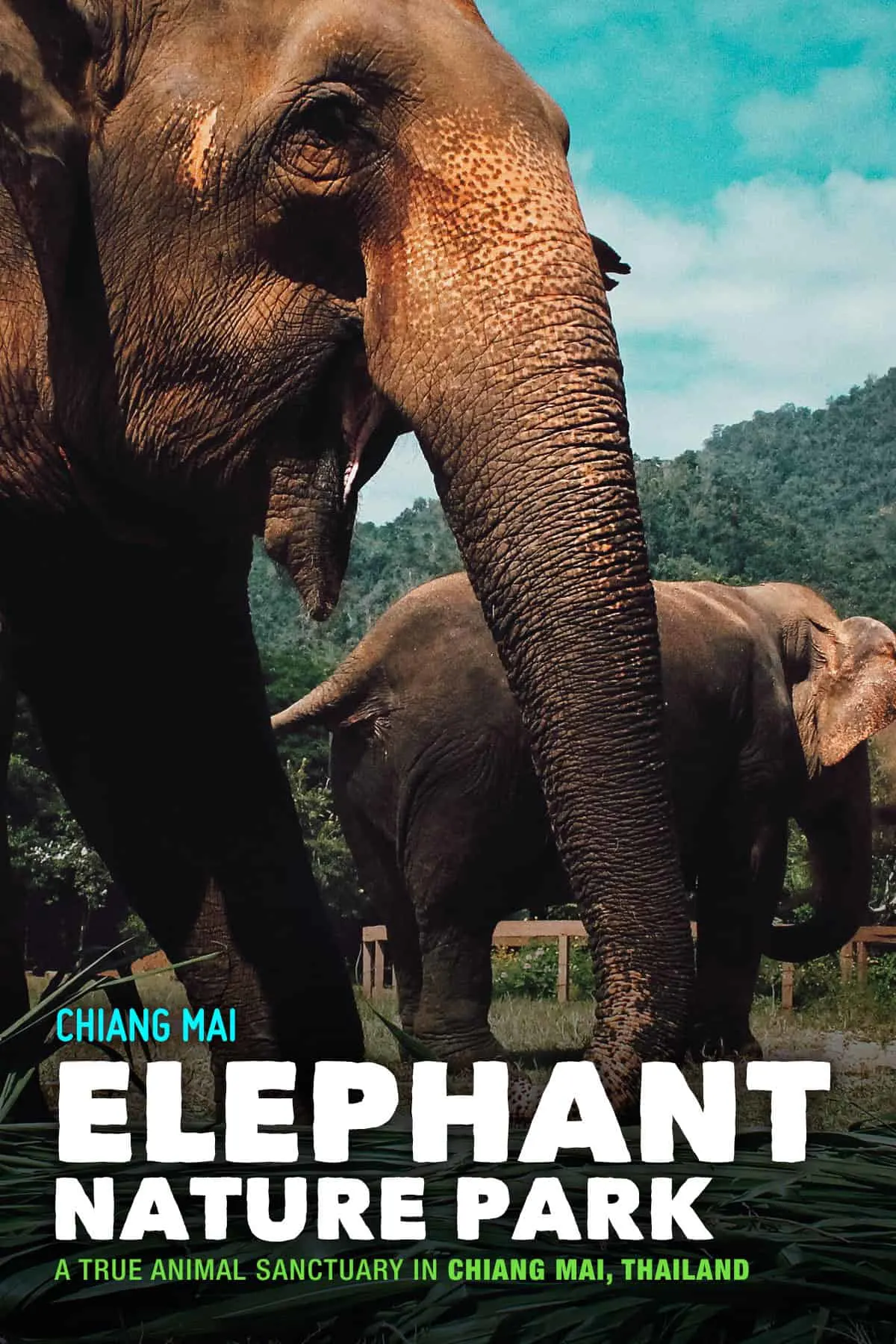 Bathing elephants at Elephant Nature Park in Chiang Mai, Thailand