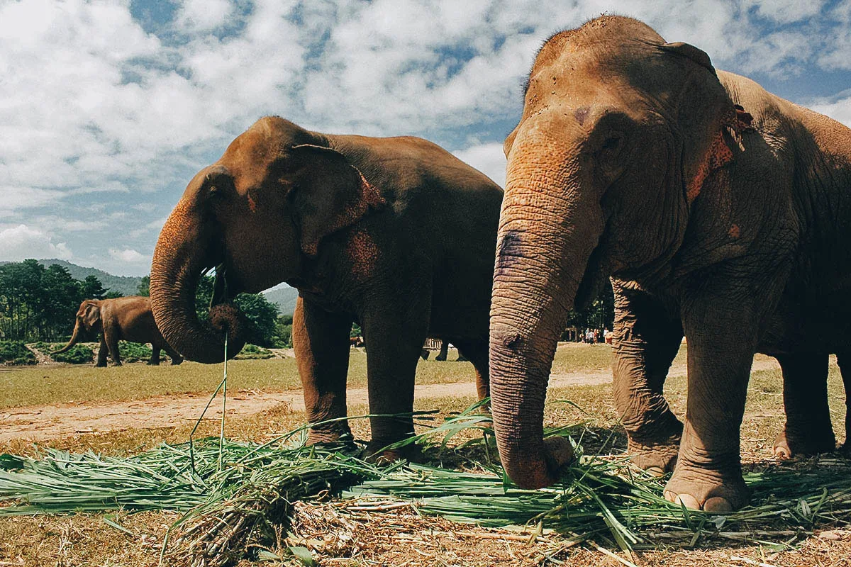 Elephant Nature Park, Chiang Mai, Thailand