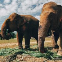 Elephant Nature Park, Chiang Mai, Thailand