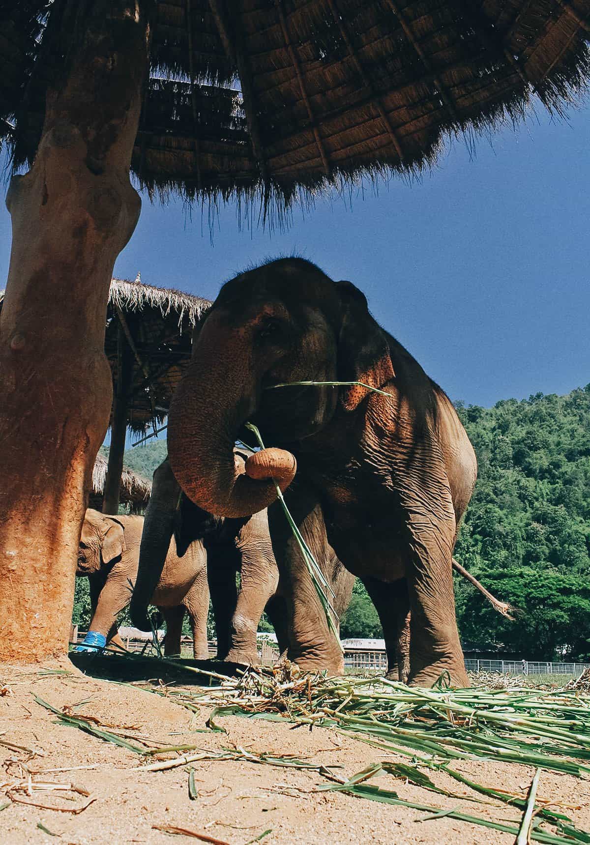 Elephant Nature Park, Chiang Mai, Thailand