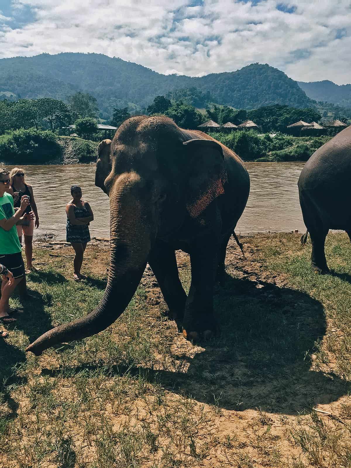 Elephant Nature Park, Chiang Mai, Thailand