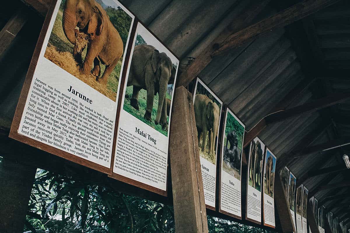 Elephant Nature Park, Chiang Mai, Thailand