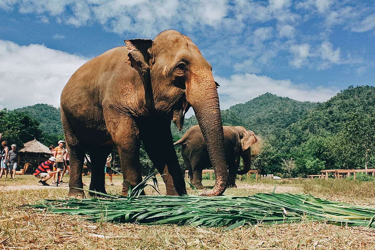 Elephant Nature Park, Chiang Mai, Thailand