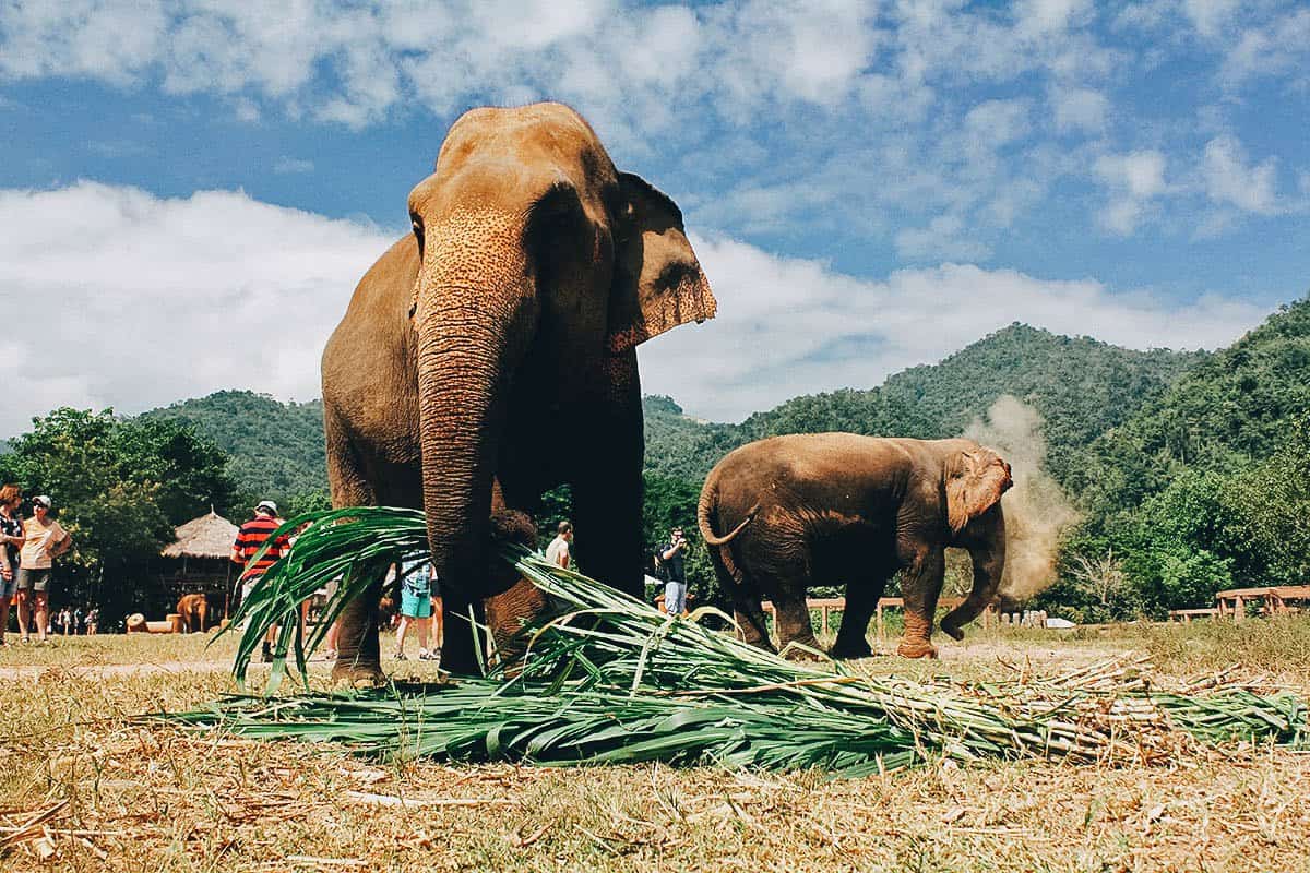 Elephant Nature Park, Chiang Mai, Thailand