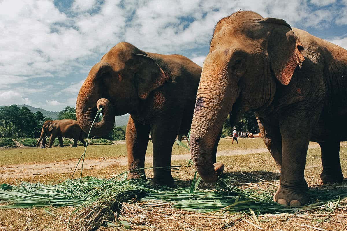 Elephant Nature Park, Chiang Mai, Thailand