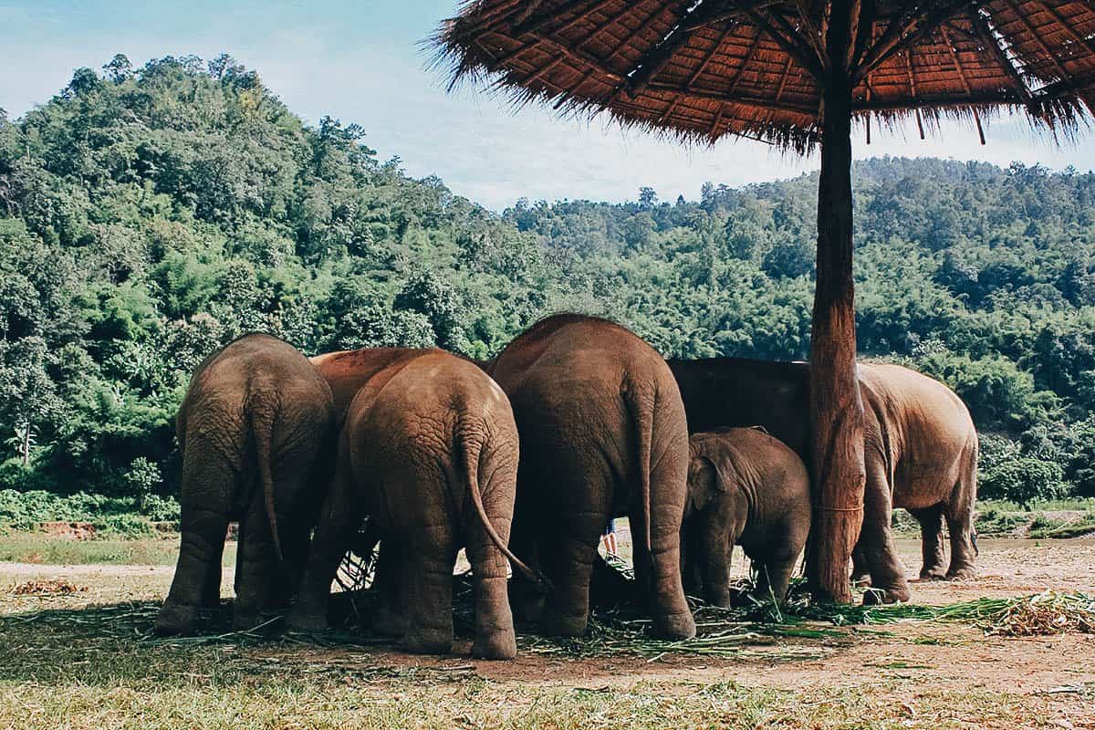 Elephant Nature Park, Chiang Mai, Thailand