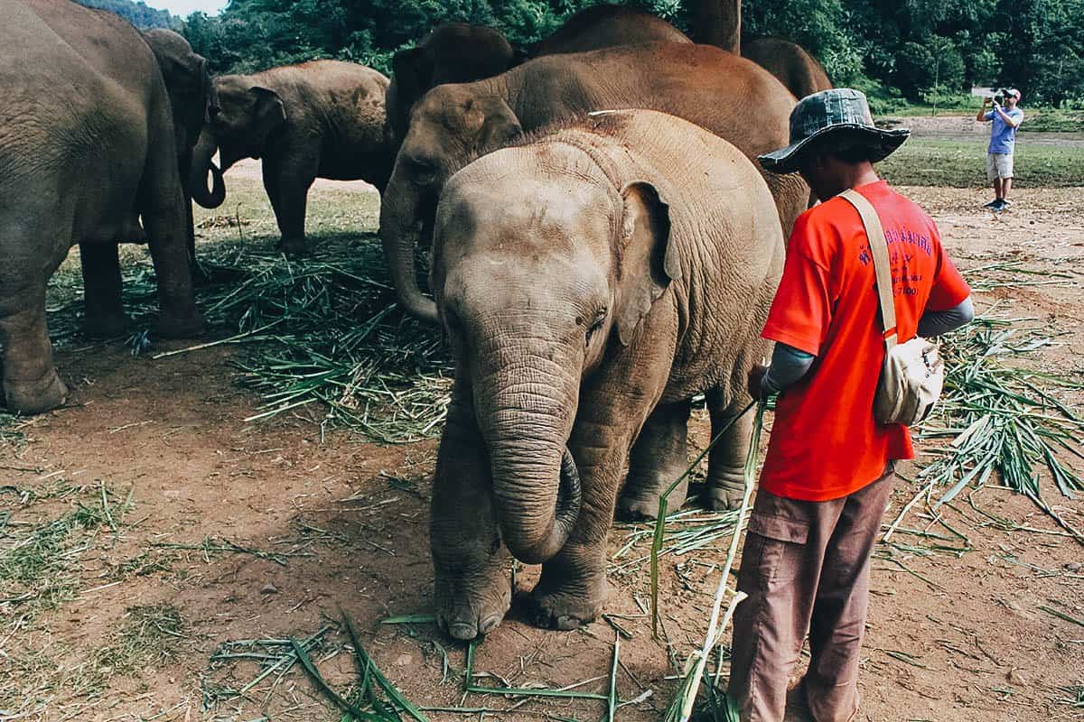 Elephant Nature Park, Chiang Mai, Thailand