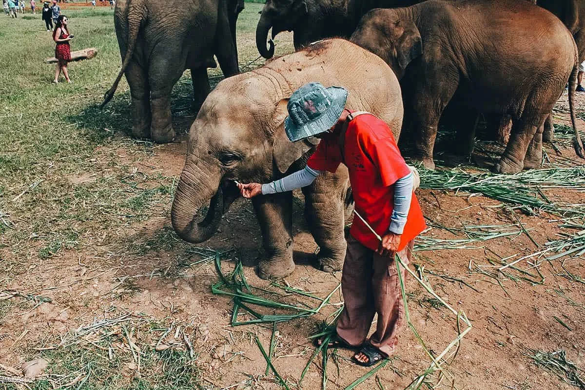 Elephant Nature Park, Chiang Mai, Thailand