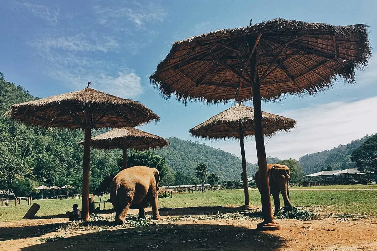 Elephant Nature Park, Chiang Mai, Thailand