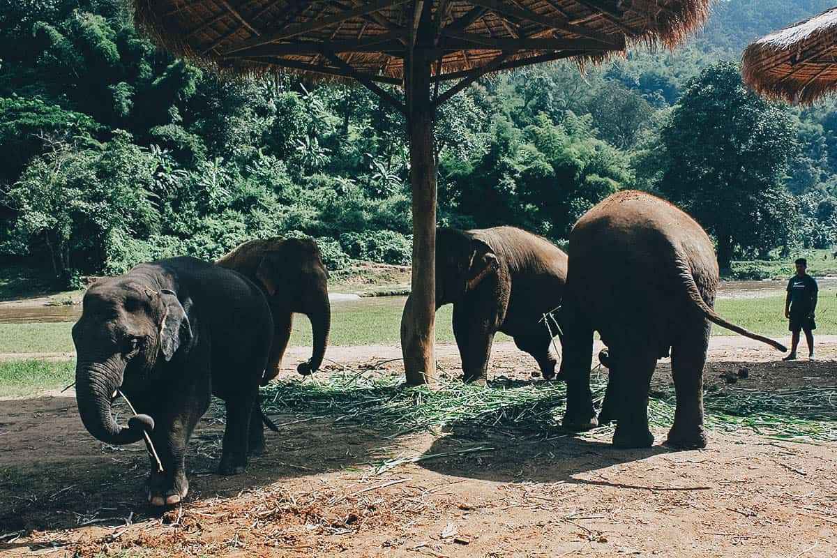 Elephant Nature Park, Chiang Mai, Thailand